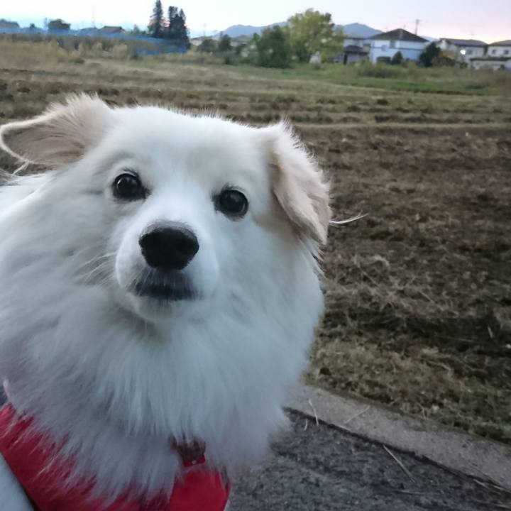 Bd005c10 73e8 42ae 8073 b5befddcbb3c 1509830834584