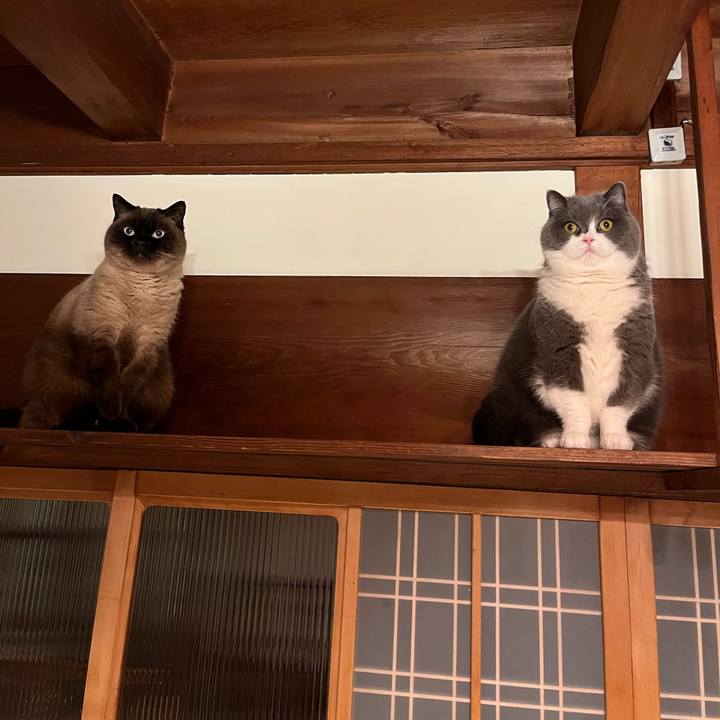 Bd039f0c 8827 4a0e b397 d4a4a815d0a0 1738840725461