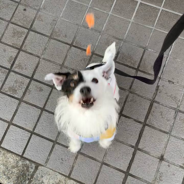 Bd0446c4 2b88 4d1f a5fd e3d2367305e6 1707959076296