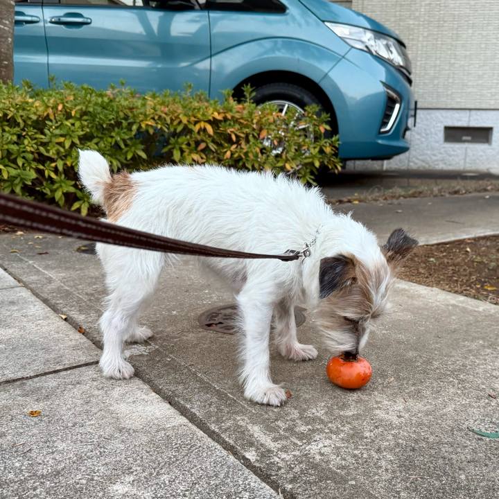 Bd045e4a 8d70 49ef 897c f2eed9472f6b 1763995600332