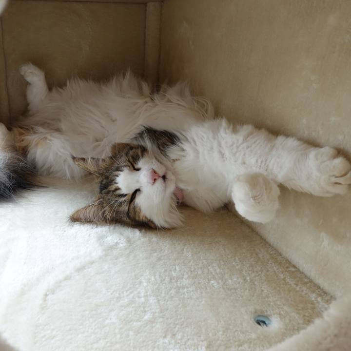 Bd0969c6 5cfe 43c5 9baa 8c71abd7e58f 1597391166225