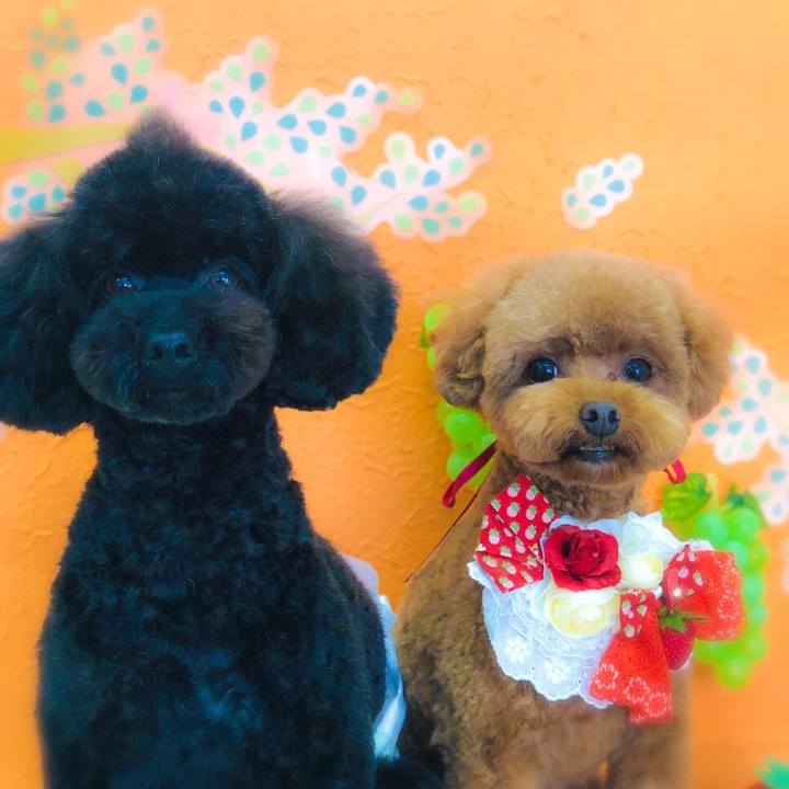 Bd0aabec 80c9 4896 a031 a1ff746ee8f4 1589448408581