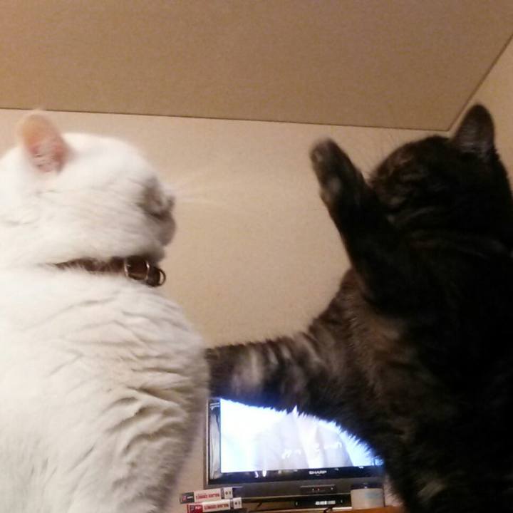 Bd0df1f3 cfc4 4398 9b35 feed78ea9cb0 1514945460138