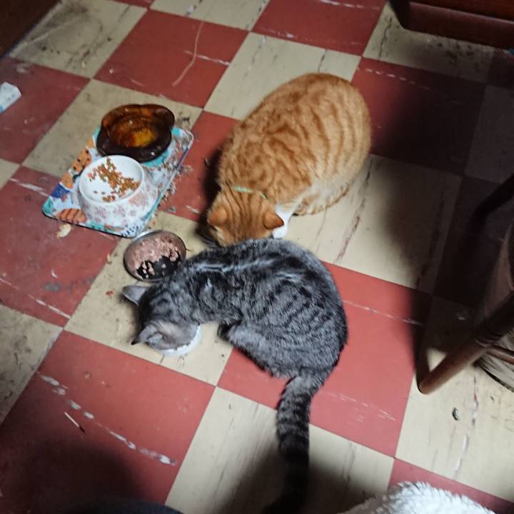 Bd0eeb17 f9a5 43e8 b63e a7e94eff1e39 1581841862836