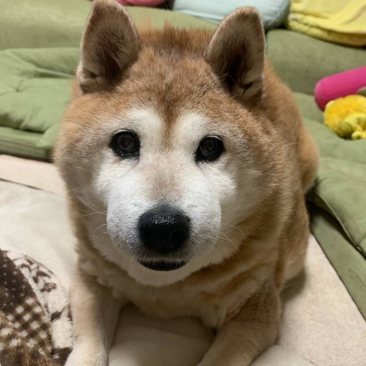 Bd11a058 6cba 418d b239 a07b95643e29 1609802702319