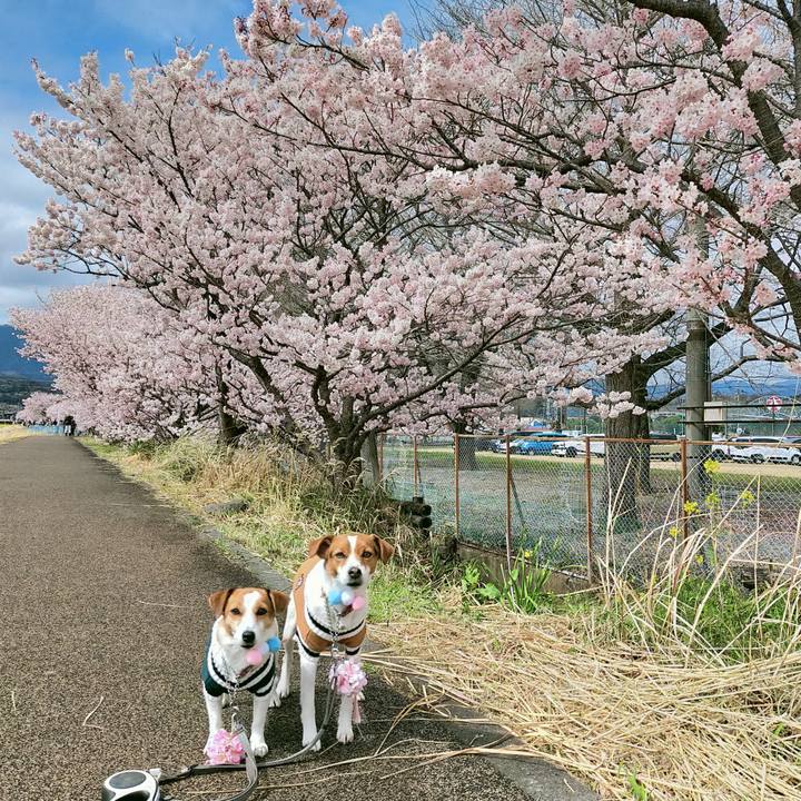 Bd121d31 86a6 4229 bb61 1099eaa12a53 1773655280468