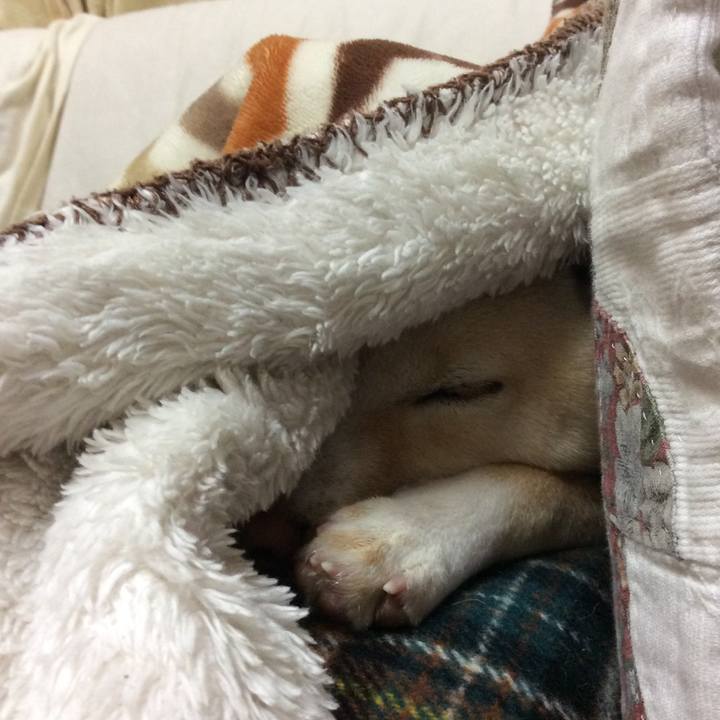 Bd14ac4d 56e2 4ba3 9932 4e590cdbf853 1512130587371