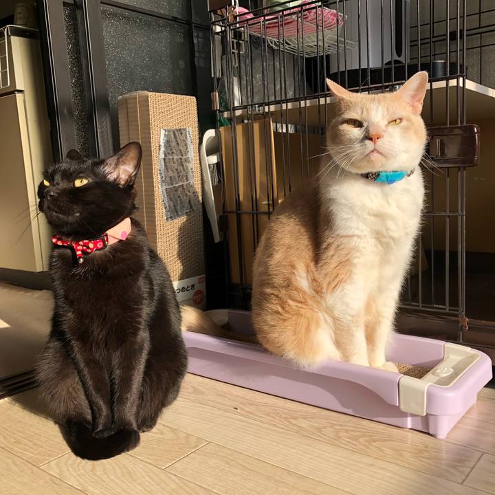 Bd18343c 176c 4d0e b5ed e587ca0c82f7 1616711850983