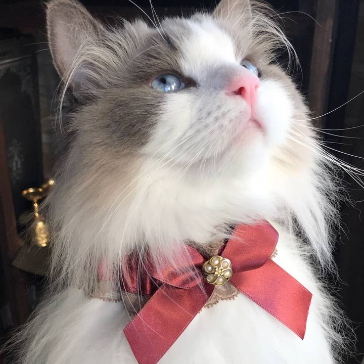 Bd18bc18 a93a 4010 93c5 0343c8259a23 1597181696174