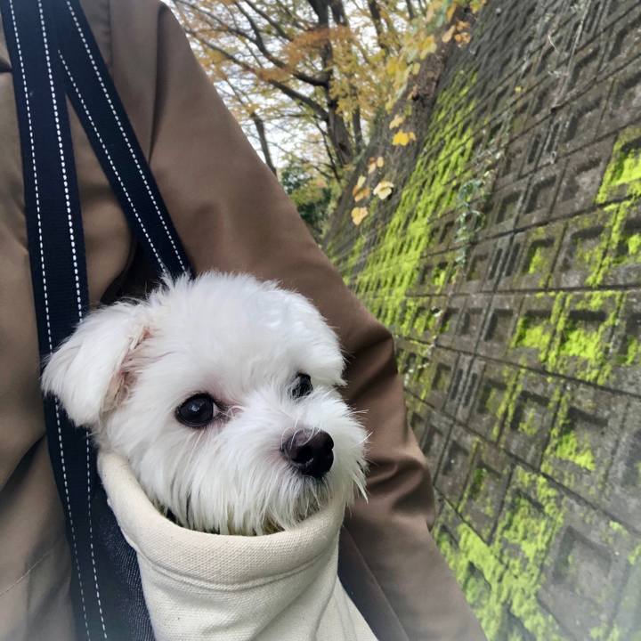 Bd1ade72 1a5c 47ff a425 c9aa3af09a1c 1544164580409