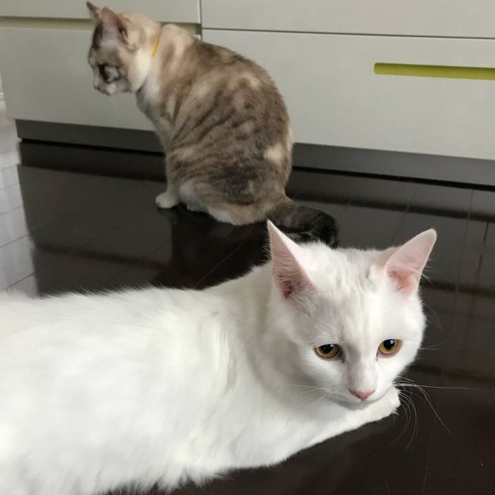 Bd1b13b4 986f 4e6a 90e3 7d36cc4daf1a 1519271457217