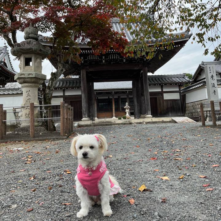 Bd1bdeec f276 4263 93c6 d7ba794799cf 1668843445435