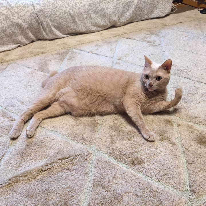 Bd1be1cc 1056 4dc4 a1c9 467660a97be8 1759704628090