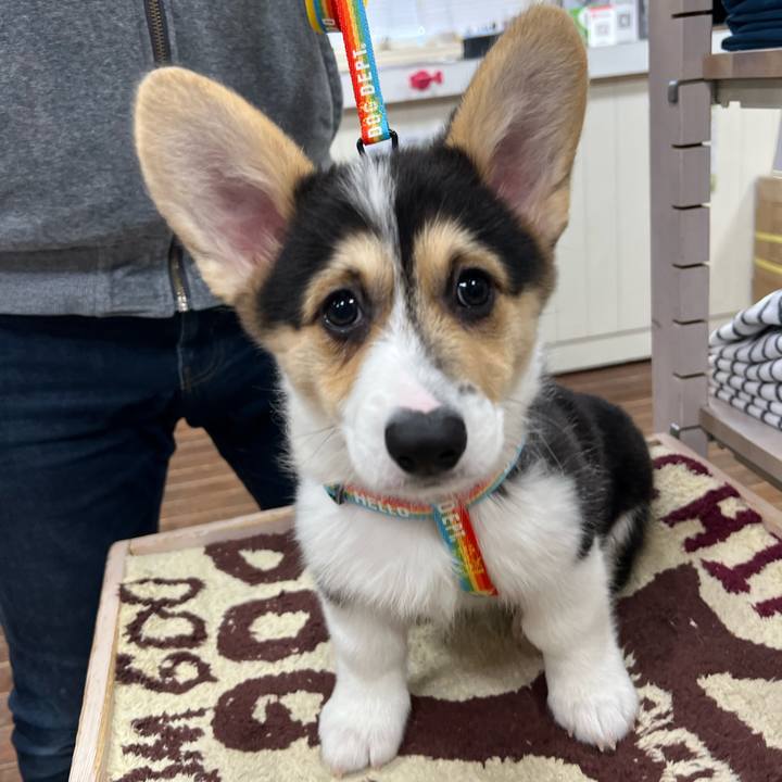 Bd235d2b dce9 44cc ad09 6c81c6762536 1771159507376