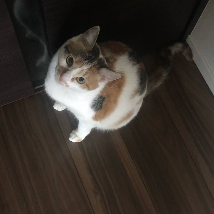 Bd29b3f6 3ca5 46f3 88c2 e2f506451041 1584674871651