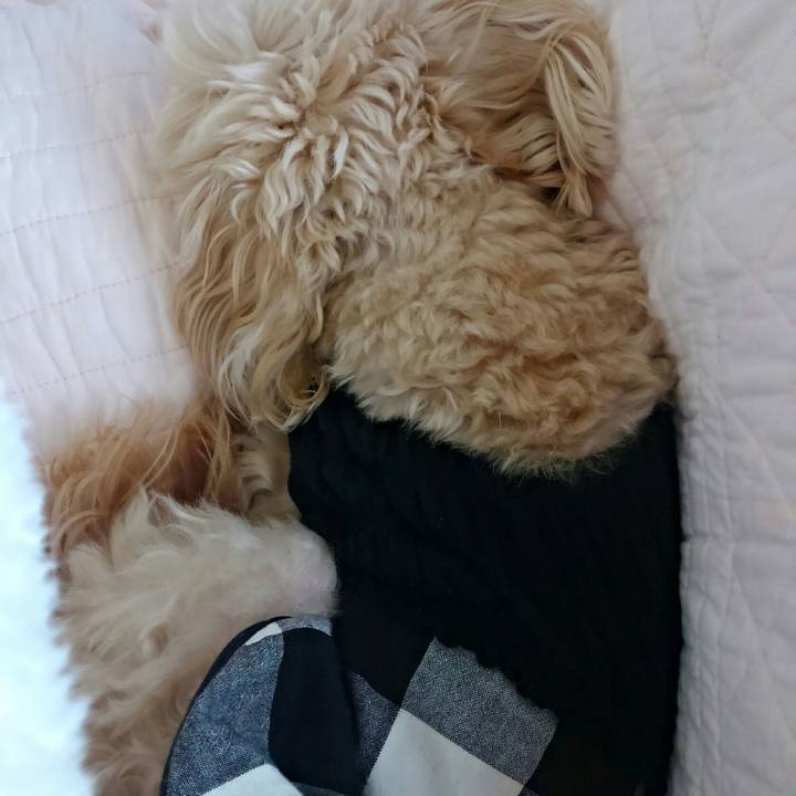 Bd2a0015 fb57 4a86 a577 91c78942c23a 1509847626984