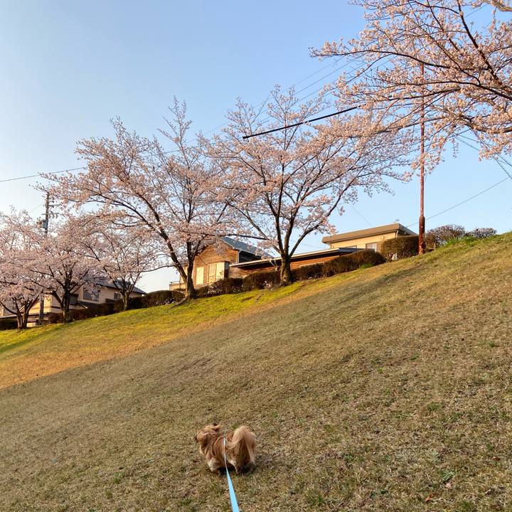 Bd2f8919 479e 4aee b70e c61aed894667 1585949898388