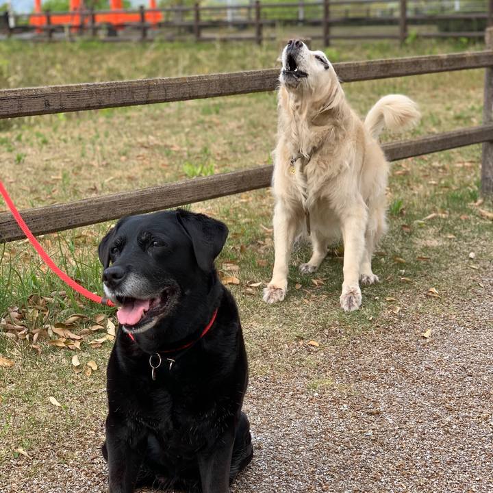 Bd301d2e 7673 4ee5 9193 c8b2918dadfd 1587861732303