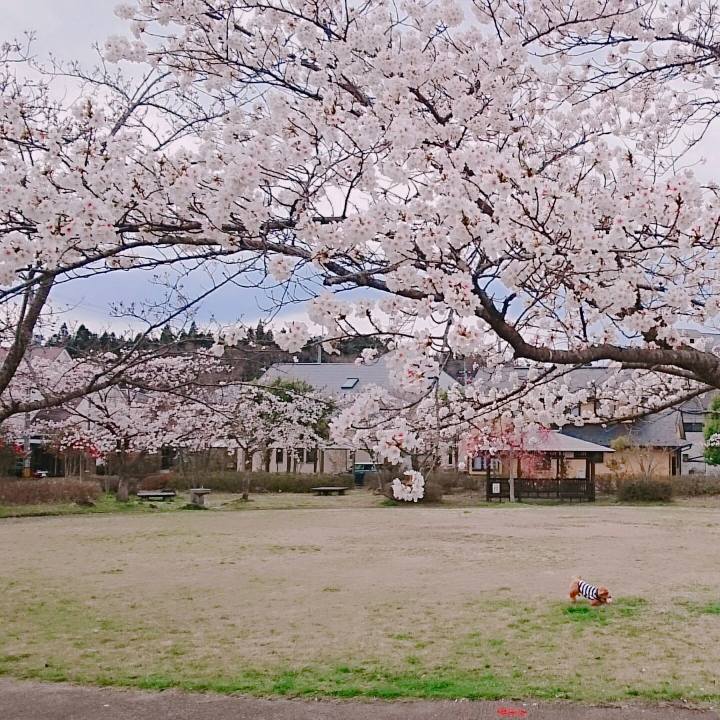 Bd353367 248a 428c a7e7 7e0c16067824 1523485846882