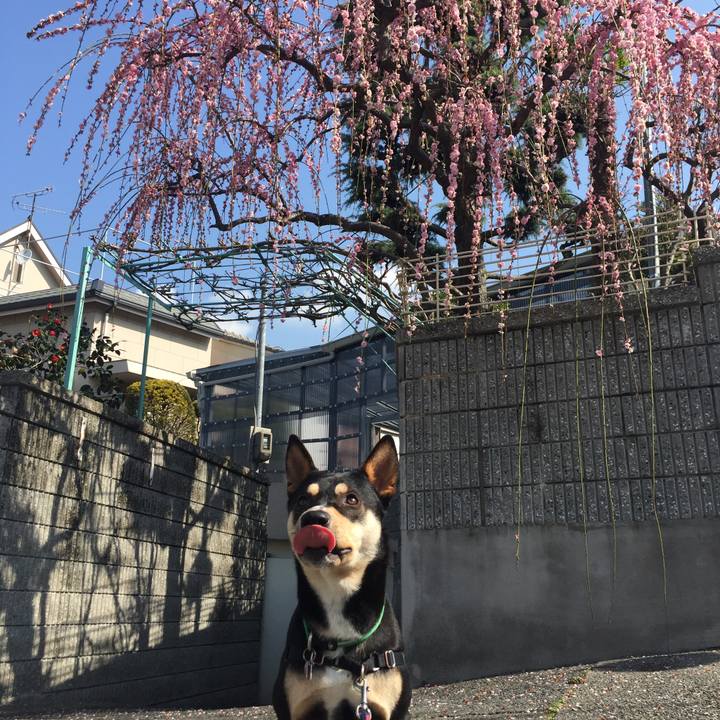 Bd357c82 ec8f 46bc b1a2 769f519e6da8 1520991784853