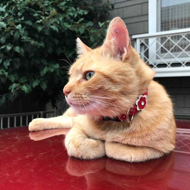 Bd35d10c 1d67 415e a919 7e78aa099d07 1530534038618