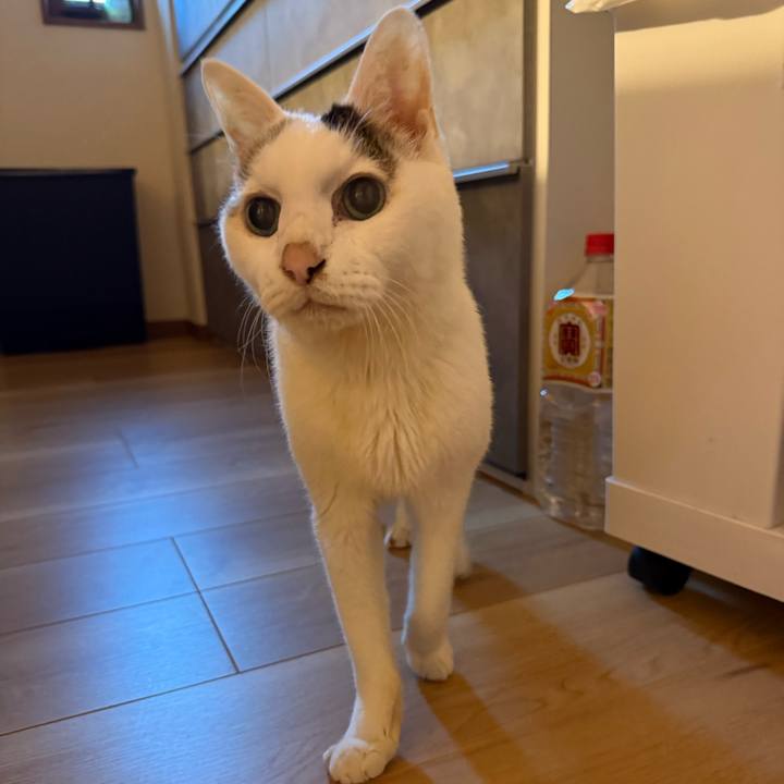 Bd35d8dc 0720 4254 ae29 332fc494f86d 1765492435818