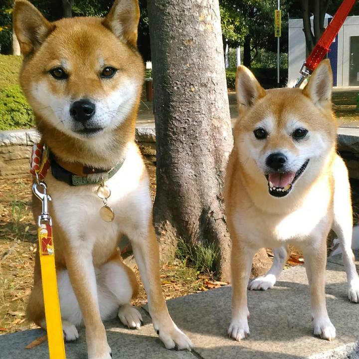 Bd393b68 9d6c 44ec b12e 1e0ca4e904d0 1507768188843