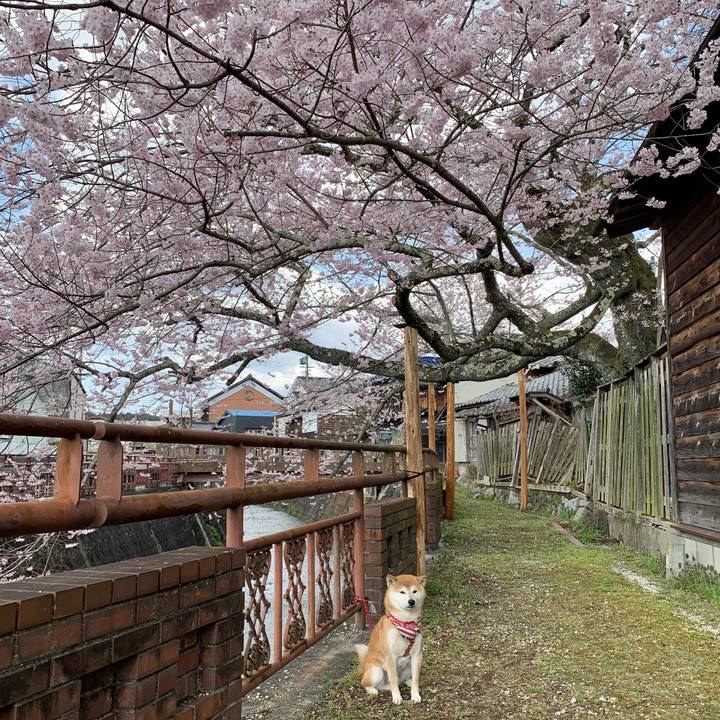 Bd3a1b19 7cda 4279 b7a7 bfc93cfb1804 1585816522434