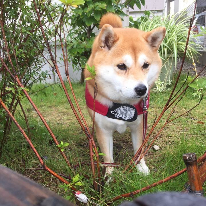 Bd3b9751 6c66 43b7 9810 3dd1f58f4b61 1508651445195