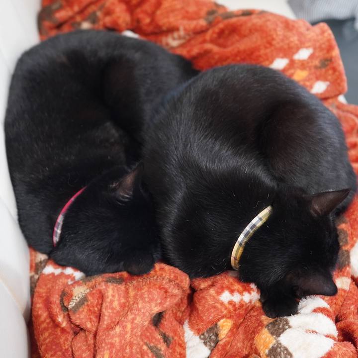 Bd3d0101 cb10 4a7d 9a18 2a3ccff0b574 1614949337450