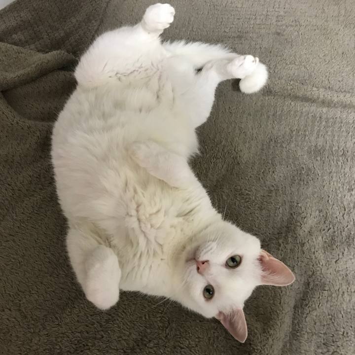 Bd4006c5 4e27 4863 b914 c7edc4ccdd41 1545899753178