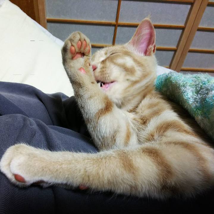 Bd486d77 e4aa 419f add6 0a75c1301de2 1543227994081