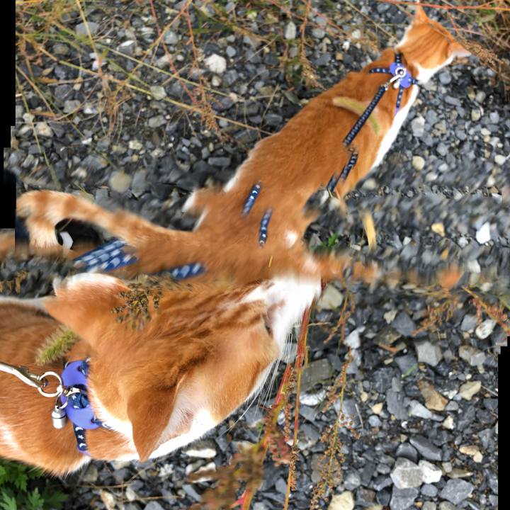 Bd498bc6 22e1 4c44 8752 db1730ff58c2 1539676148835