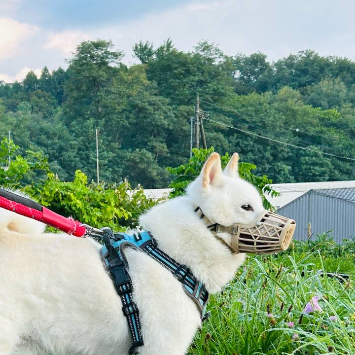 Bd4ba4c9 e98e 4e67 beb7 4d2414f6333e 1755727260857