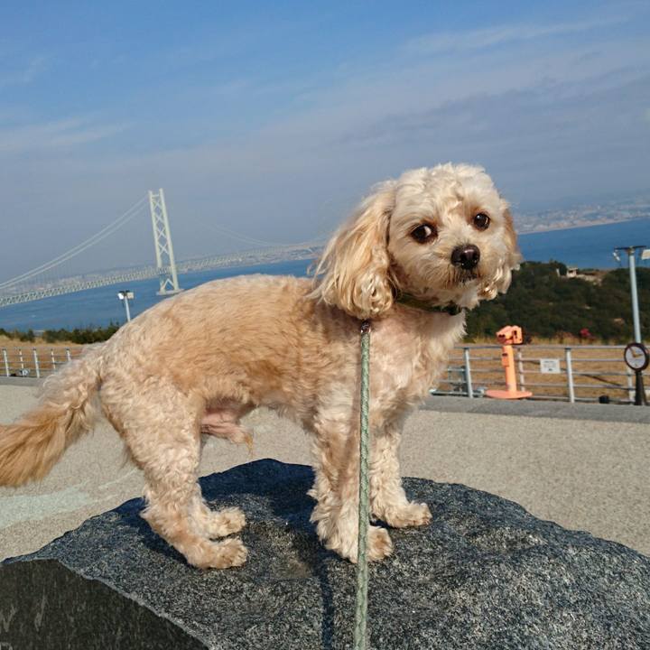 Bd4c42f1 bb5d 461a a4c1 cc2fcdcc09fd 1514090783580