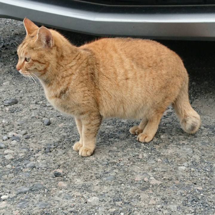 Bd4caddc d5c0 4ade a9fa 3a541ebe52b7 1516869773056