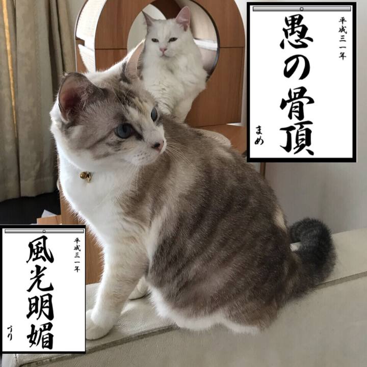 Bd4d2c55 40eb 49d9 bc87 5224a234ef43 1546512700714