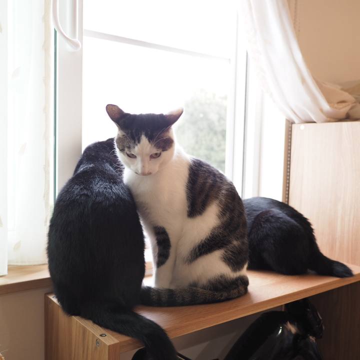 Bd4ec35c 5eb4 4613 acb9 c5b8c7d3d71f 1539819932229