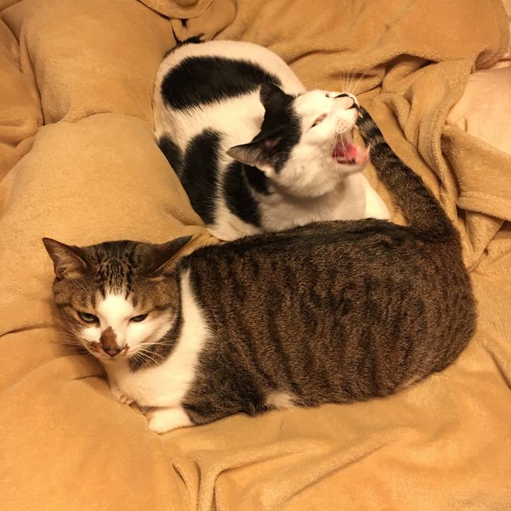 Bd51fe6b 46ff 4379 8248 9db484375ad4 1513669540960