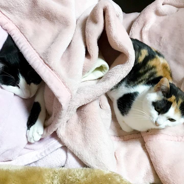 Bd53d13e 55ef 4dab 9812 02172c8f1e28 1513693491961