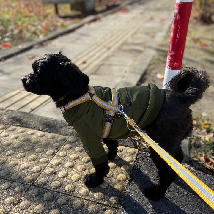 Bd554511 8a17 4094 b031 ca530d1d1cdc 1574325544305