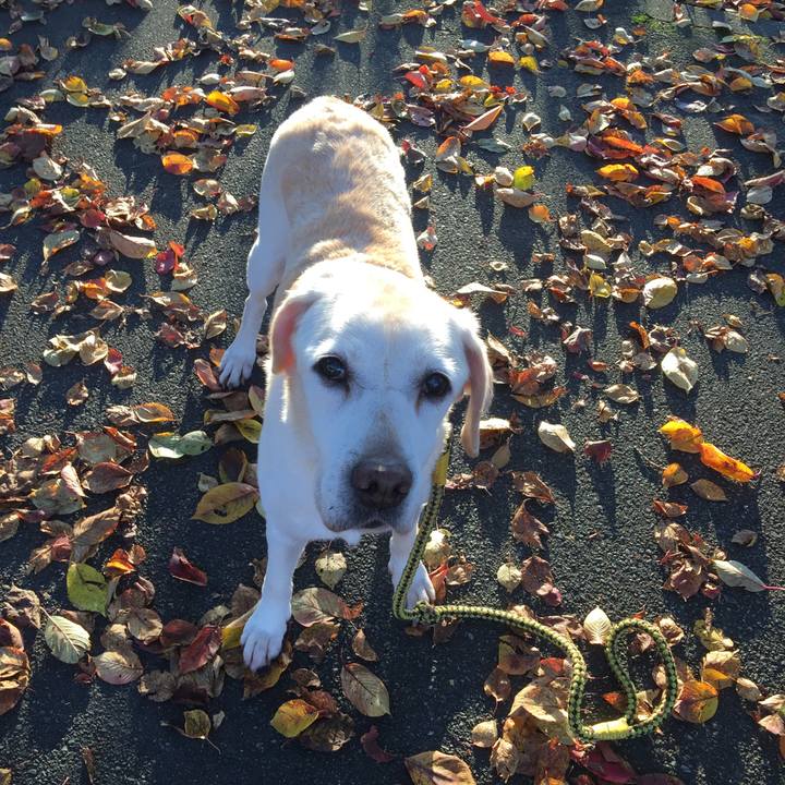 Bd58d1c3 437b 47aa b924 787f2b55d323 1541285881681