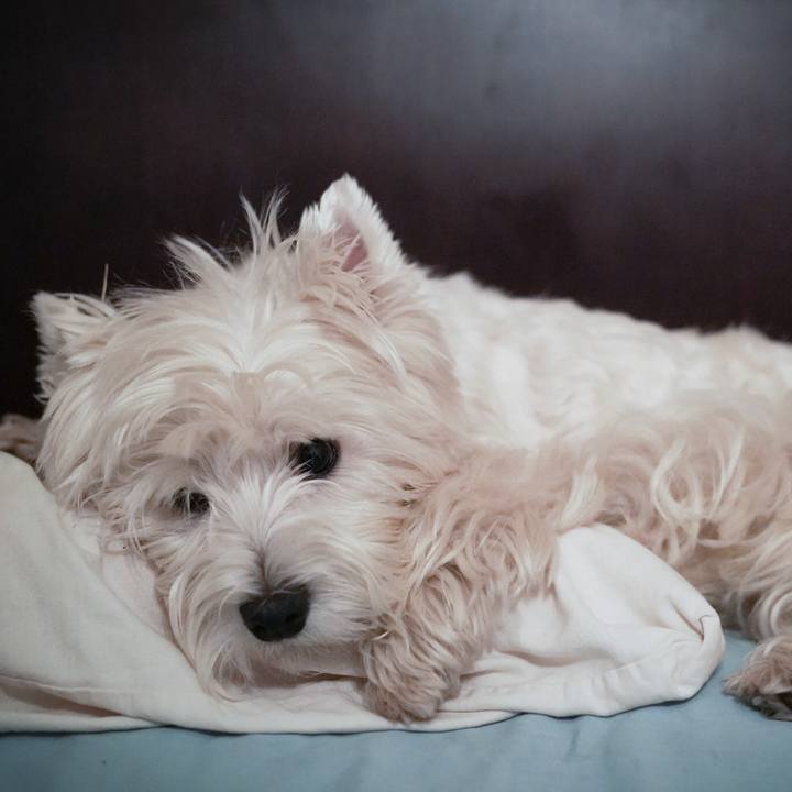 Bd5c9267 5321 4e49 9971 49e80e0fc9eb 1532952090383