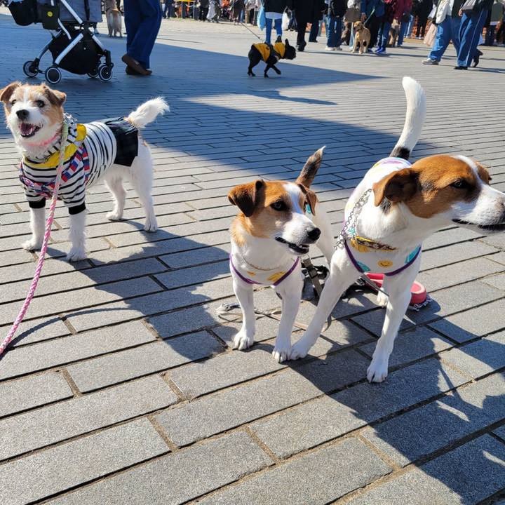 Bd61d309 b489 4eea ad75 9db92cc6d64d 1742477221285