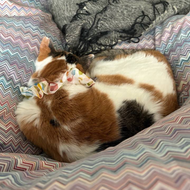 Bd65fa6f 1637 4b39 bdb6 8c75874dd223 1770428029470