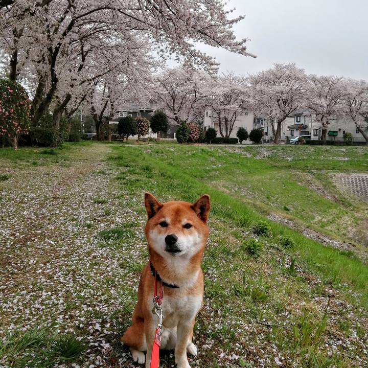 Bd6826d2 35d8 4dba ba25 f80141c6af68 1617090550789