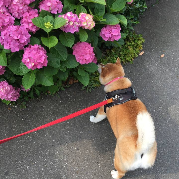 Bd6ca341 25c9 4330 be08 7e8cf54868f3 1591399780843