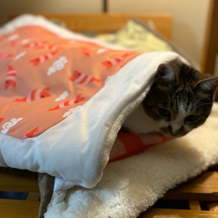 Bd7429e6 3f46 460d bc5f 3e174970c89d 1732875400744