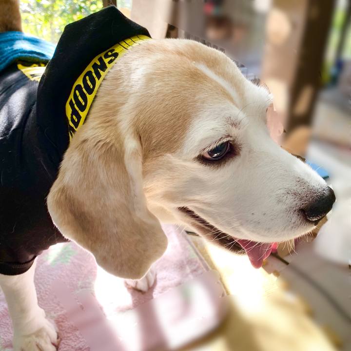 Bd783dea aa12 4ae8 a626 48480cf369c3 1635395464995