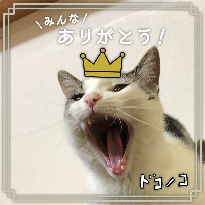 Bd78c5b9 b816 4fff 99e2 38f7516a2a58 1622891077658